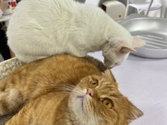 -喵的天空名猫咖啡馆·撸猫·猫舍·用品