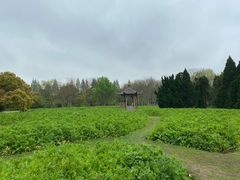 -上海滨江森林公园