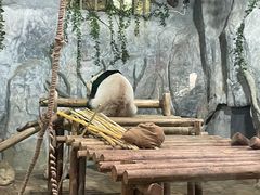 -深圳野生动物园