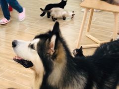 -李小姐の猫咖啡馆(五角场店)