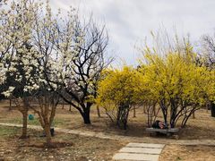 -北京西山国家森林公园