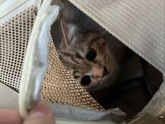 -心仪动物医院·牙专科·肿瘤·心脏科(西客站院)