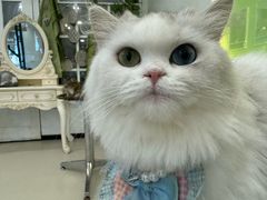 -共舞时光猫咖·狗咖(新街口店)