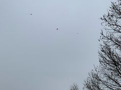 -北京麋鹿生态实验中心