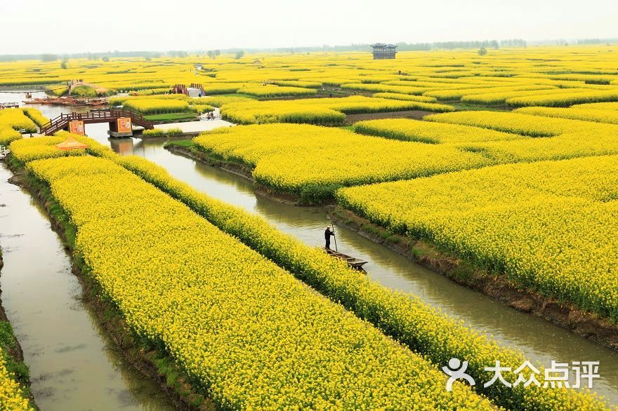 千垛菜花風景區-圖片-興化市周邊遊-大眾點評網