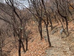 -北京鹫峰国家森林公园