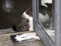 -老板恋上鱼(印象城店)