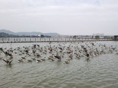 -米果果小镇