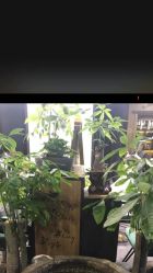 -木北造型