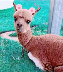 -萌宠亲子动物乐园(槐房万达店)