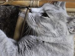 -猫岛主趣味餐厅(鼓浪屿店)