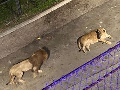 -大连森林动物园