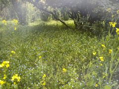 -禹州森林植物园