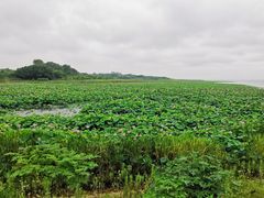 -梁子湖东篱老屋生态庄园