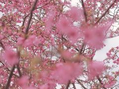 -天适樱花悠乐园