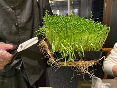 活体豌豆苗-捞王锅物料理(上海世茂广场店)