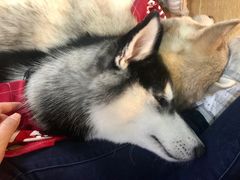 -Husky Go! 哈士奇体验馆·宠物咖啡厅狗咖