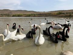 -新疆天山野生动物园