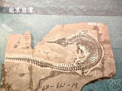 -中国地质博物馆