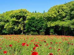 -上海共青森林公园