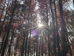 -上海海湾国家森林公园