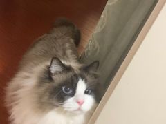 -十年猫舍·猫咪专门店(普陀店)