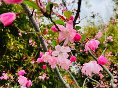 -上海共青森林公园