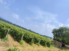 -北京张裕爱斐堡酒庄