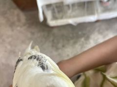 -吉丁鸟咖·异宠·寄养