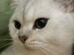 -安安宠医·安烨宠物医院·宠物保险(北仑分院)