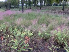 -春花秋色城市公园