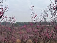 -鄱阳湖国家湿地公园