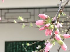 -桃花堤公园