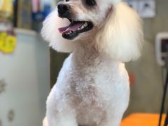 -八公叔叔宠物美容连锁(春申店)