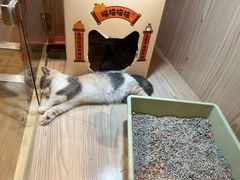 -屋虎猫馆(宝安大仟里店)