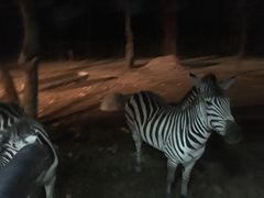 -清迈夜间动物园