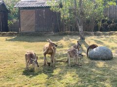 -泉州海丝野生动物世界