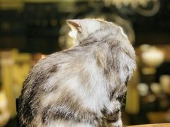 -more than meow吴止猫主题餐厅(承德 中船汇店)