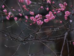 -杭州植物园