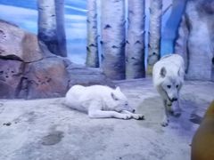 -芜湖新华联大白鲸海洋公园