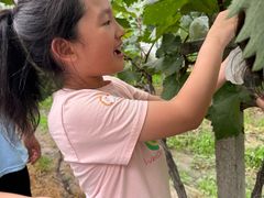 -马陆小张葡萄园农家乐