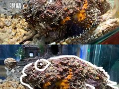 -太平洋海底世界