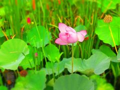 -羊亭河湿地公园