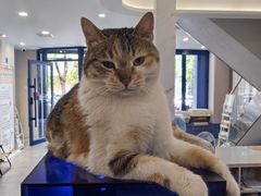 -伟伟宠物医院·CT影像中心·瑞派犬猫综合性门诊(汉口总院)