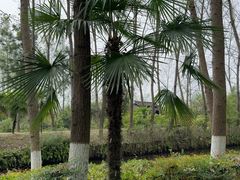 -合肥滨湖国家森林公园