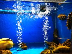 -食神鱼头佛跳墙(百子湾旗舰店)