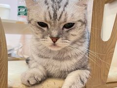 -猫咪派对(江南西店)