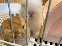 -猫猫幼稚园·撸猫·桌游·电玩