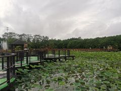 -大湾区中央湿地公园