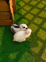 -萌宠亲子动物乐园(槐房万达店)